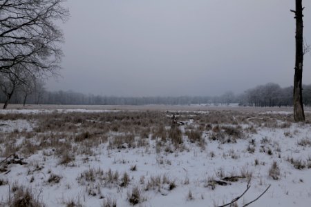 Döberitzer Heide with snow 2021-02-14 26