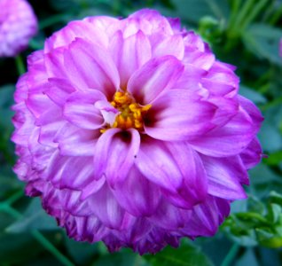 Dahlia du concours international 2012 Parc Floral Paris 4