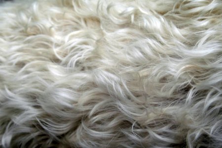 Curly white fur on dog