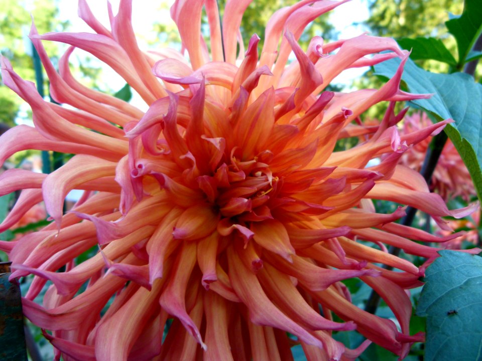 Dahlia du concours international 2012 Parc Floral Paris 7