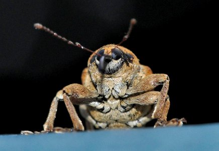 Curculio-venosus-05-fws