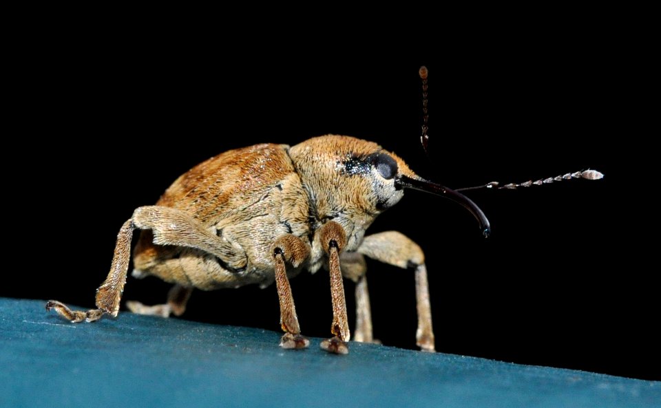 Curculio-venosus-03-fws