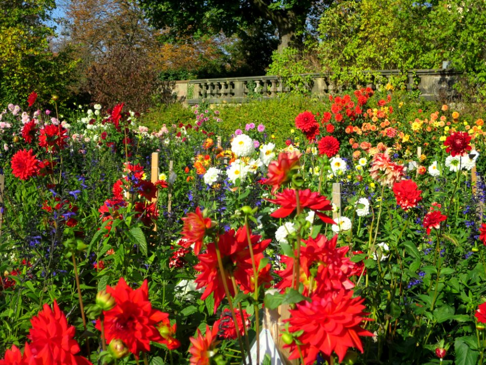 Dahliengarten Fulda 2