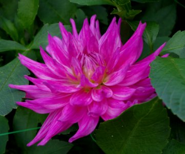 Dahlia - 6