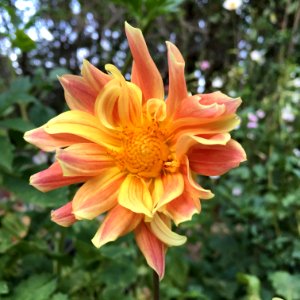 Dahlia × pinnata IMG 0117