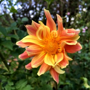 Dahlia × pinnata IMG 0129