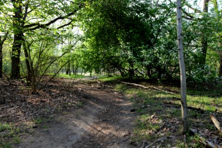 Dahlemer Feld Grunewald 2021-05-10 13