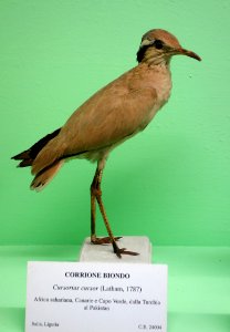 Cursorius cursor - Museo Civico di Storia Naturale Giacomo Doria - Genoa, Italy - DSC03116