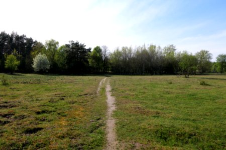 Dahlemer Feld Grunewald 2021-05-10 07