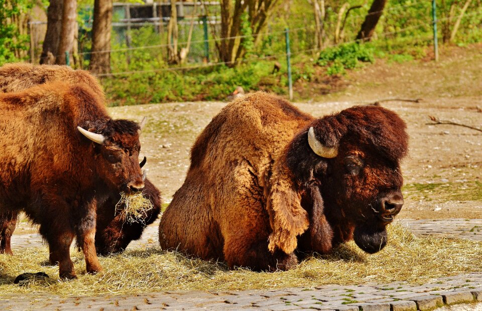 Animal world nature tierpark hellabrunn