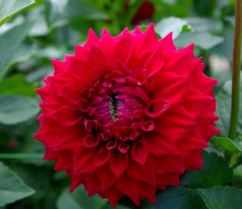 Dahlia - 2
