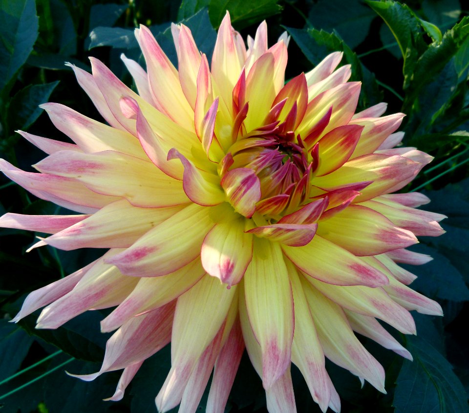 Dahlia du concours international 2012 Parc Floral Paris 2