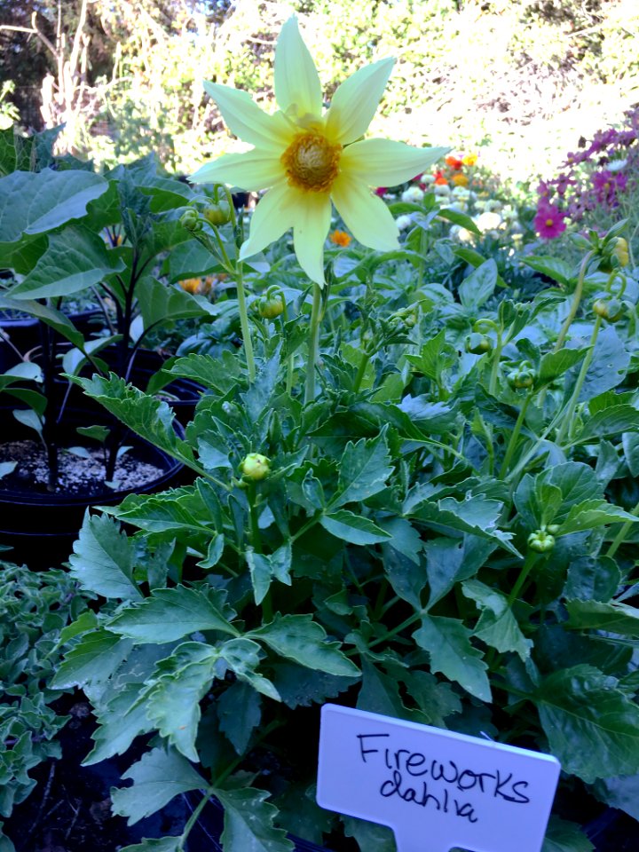 Dahlia-fireworks-yellow