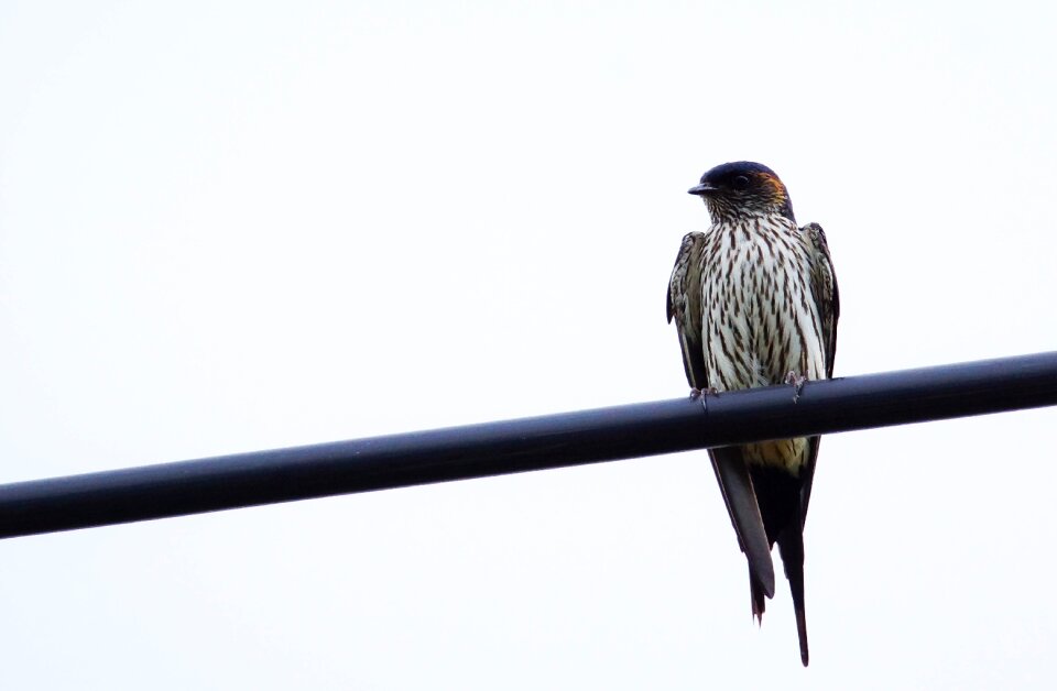 Camouflage hirundo striolata