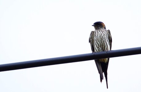 Camouflage hirundo striolata
