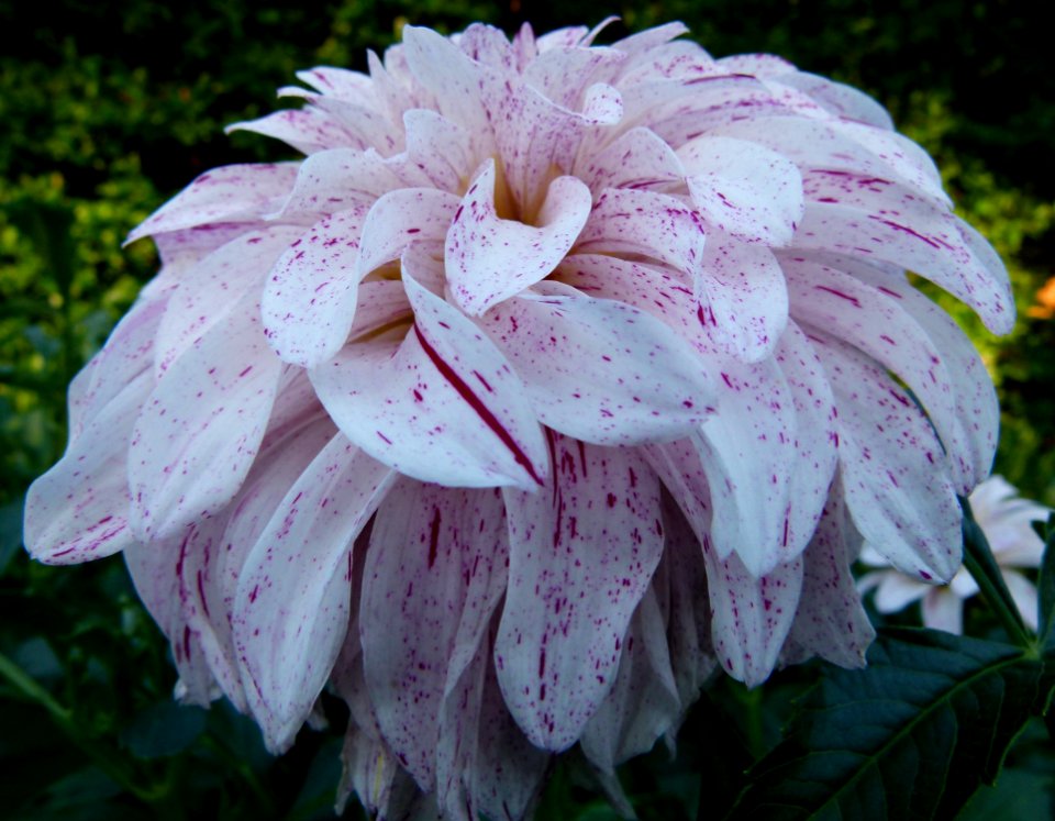 Dahlia concours international 2012 Parc Floral 12