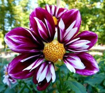 Dahlia du concours international 2012 Parc Floral Paris 16