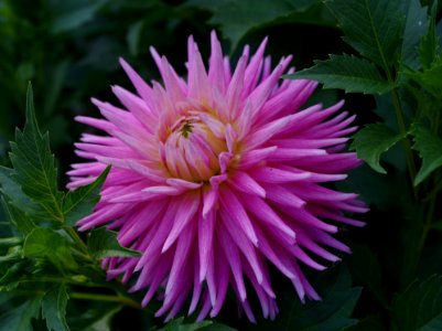 Dahlia -08