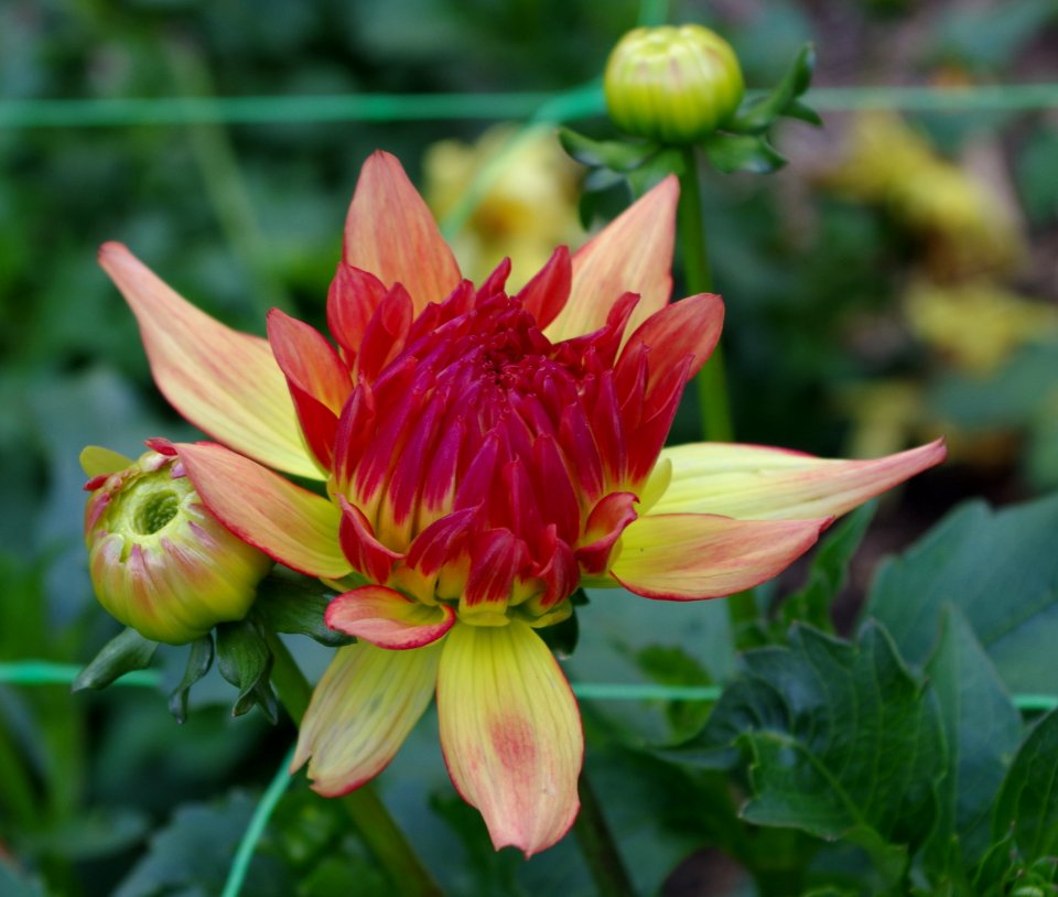 Dahlia .6