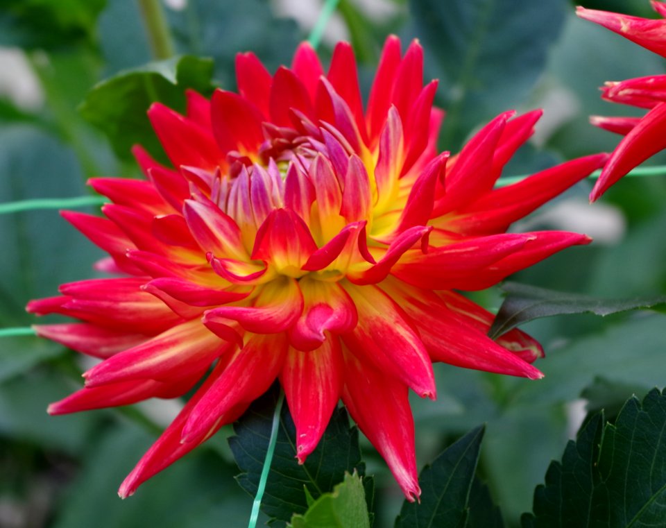 Dahlia du Parc Floral