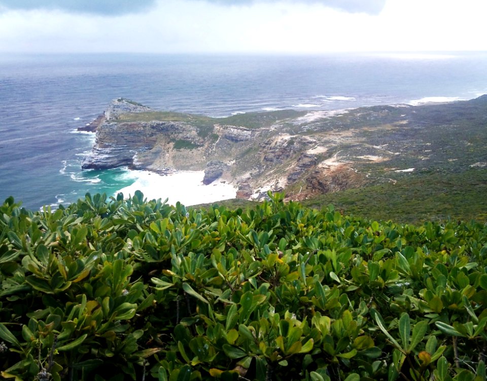 Cussonia thyrsiflora - Coastal Cabbage Tree - Cape Point 6