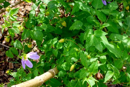 Dahlia imperialis - Mounts Botanical Garden - Palm Beach County, Florida - DSC03819