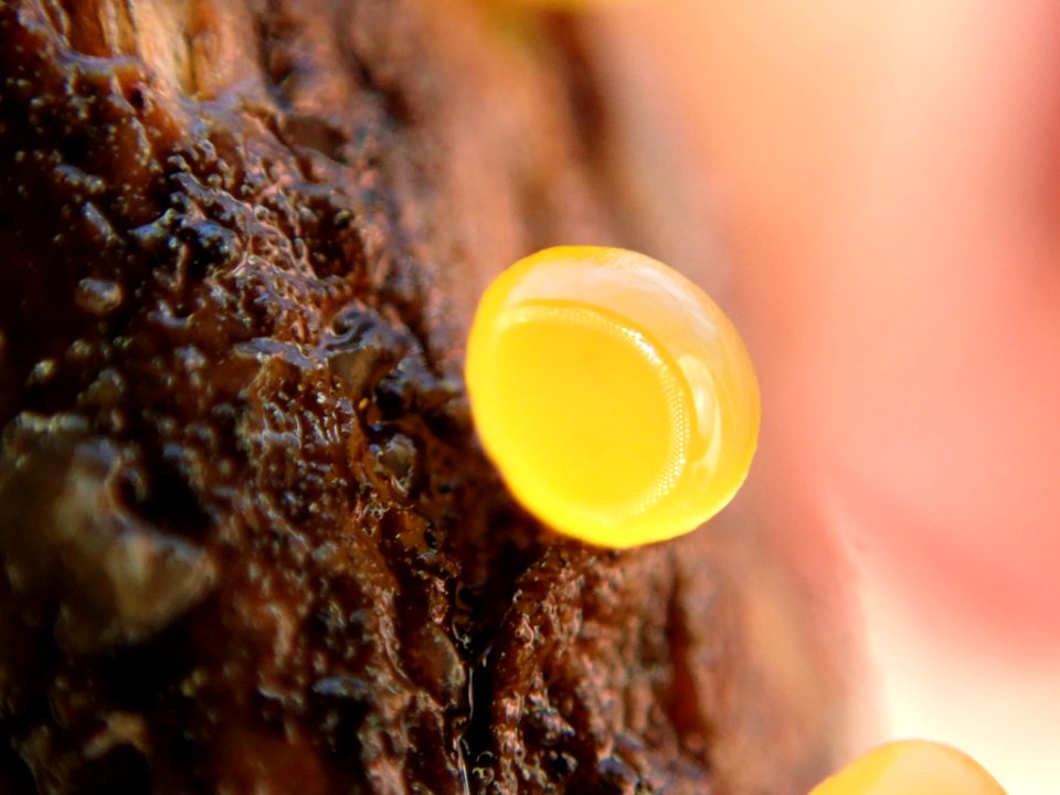 Dacrymyces stillatus 30983963