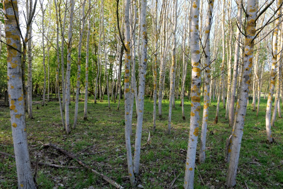 Dahlemer Feld Grunewald 2021-05-10 11