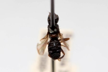 Curranops apicalis, dorsal view