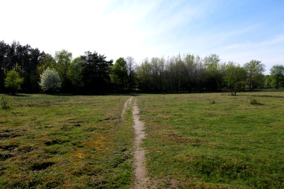 Dahlemer Feld Grunewald 2021-05-10 06