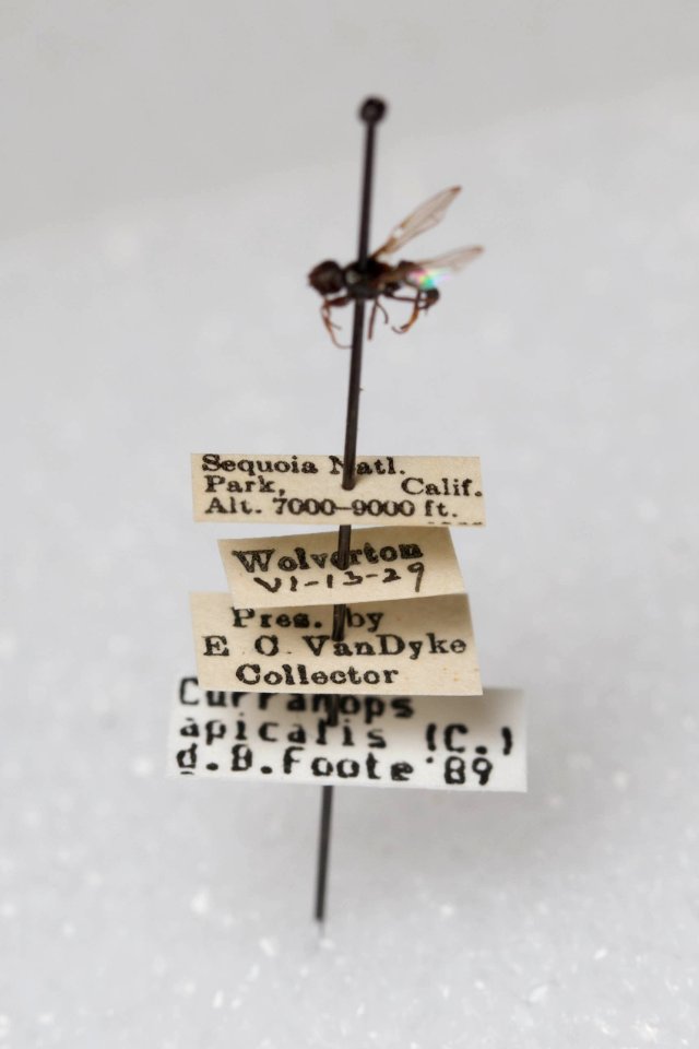 Curranops apicalis, with labels