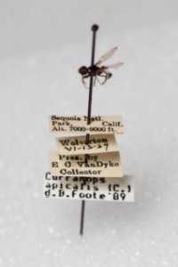 Curranops apicalis, with labels