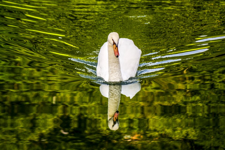Bird nature white