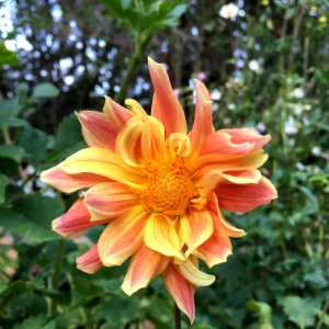 Dahlia × pinnata IMG 0113