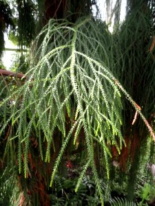 Dacrydium cupressinum - Palmengarten Frankfurt - DSC01912