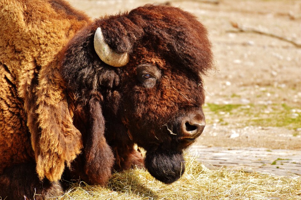 Animal world nature tierpark hellabrunn