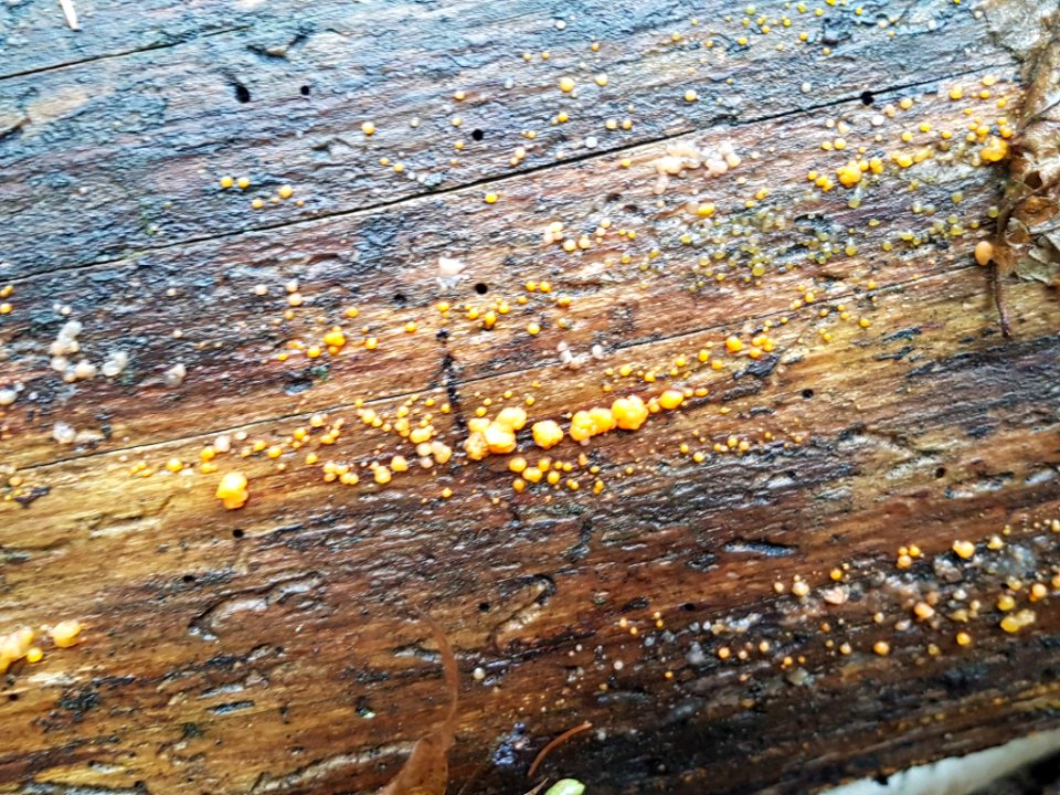 Dacrymyces stillatus 71110771