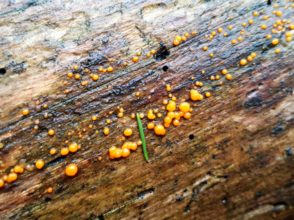 Dacrymyces stillatus 71110768