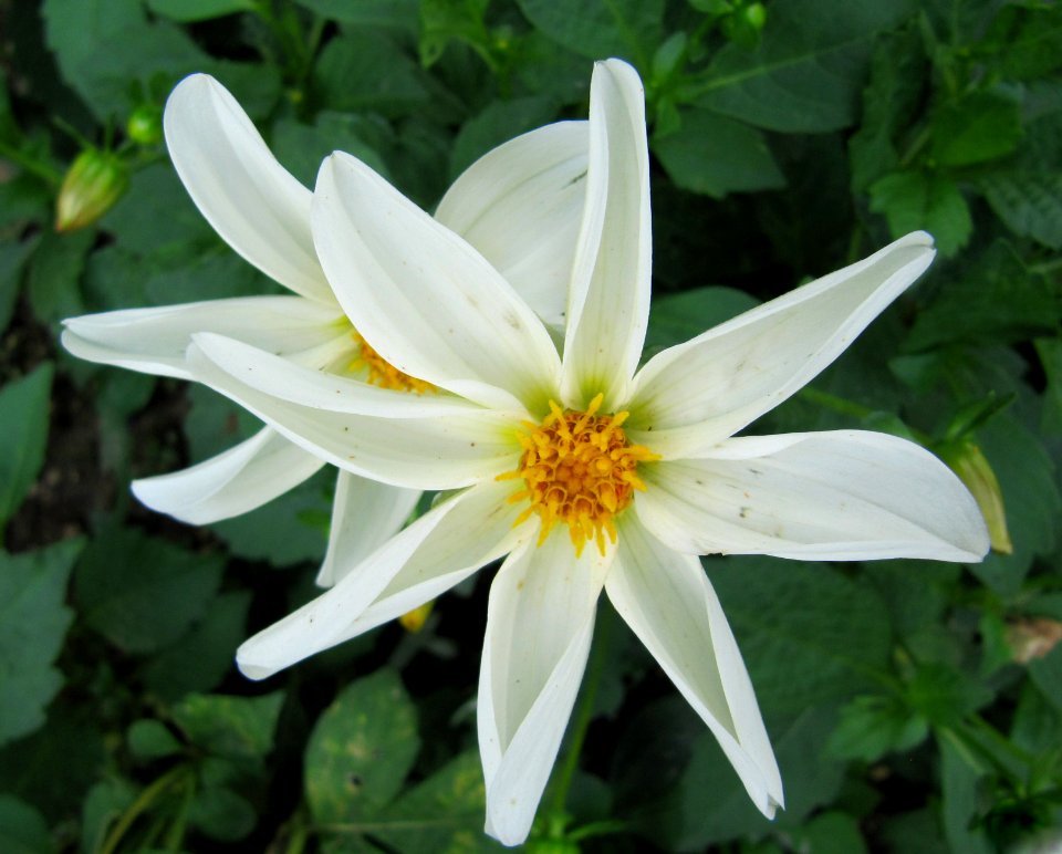 Dahlia cultivar-flower-Jardin des iris in Jardin des Plantes Paris 7