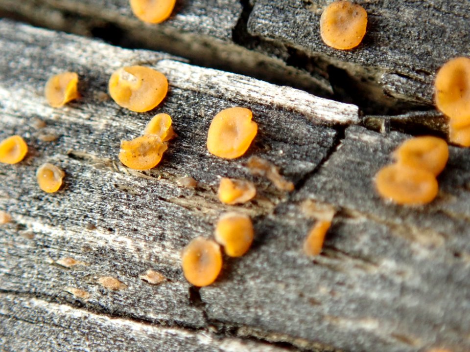 Dacrymyces stillatus 63933987