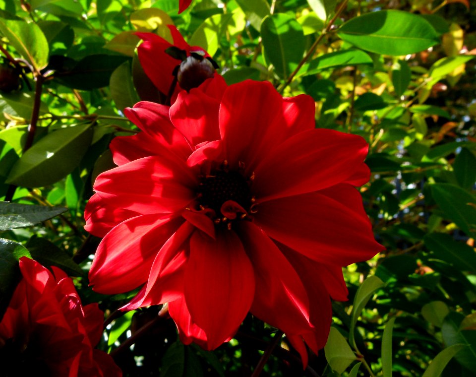 Dahlia Bishop of Llandaff 2
