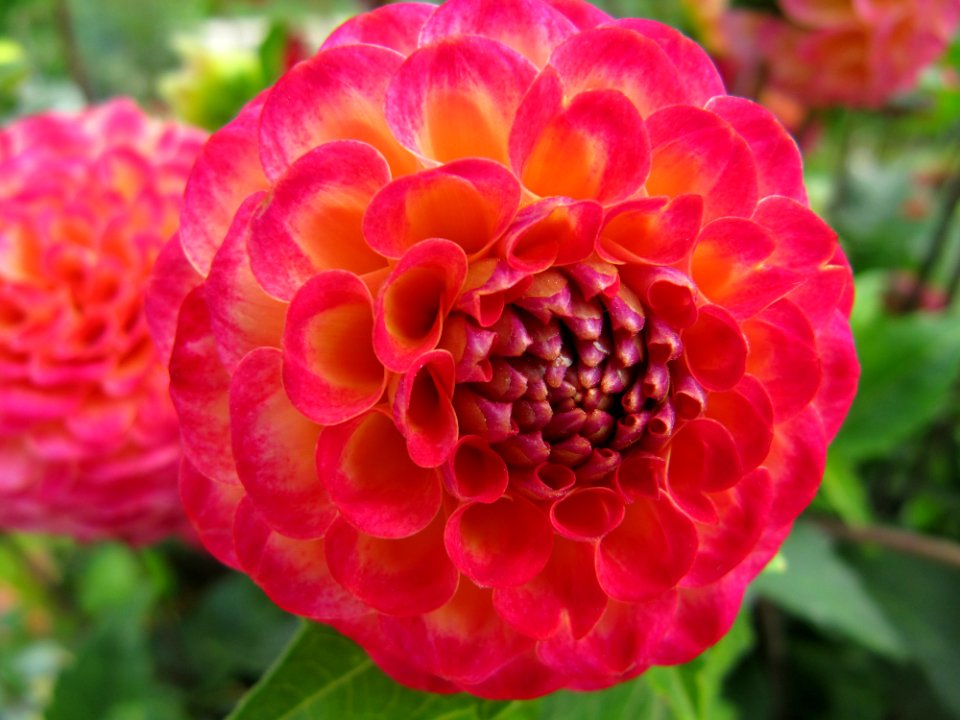Dahlia au jardin des iris 2