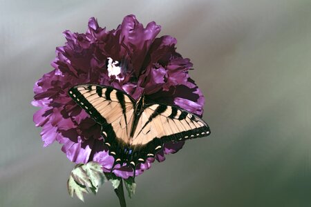 Purple peony butterfly photo