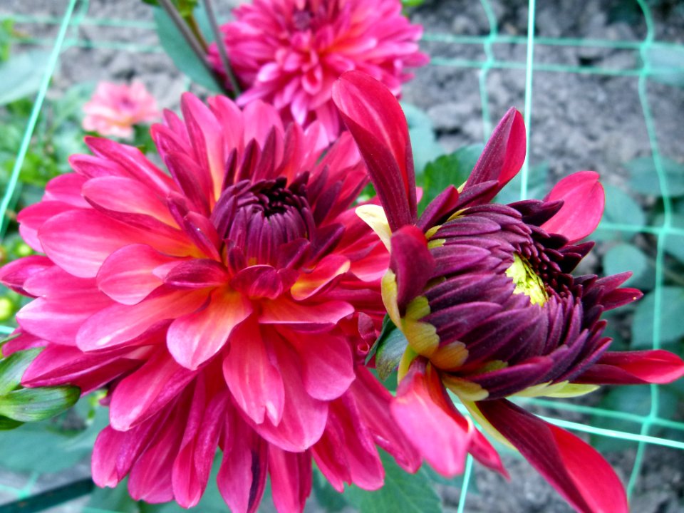 Dahlia concours international 2012 Parc Floral 17