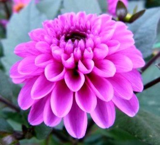 Dahlia du concours international 2012 Parc Floral Paris 14
