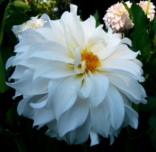 Dahlia concours international 2012 Parc Floral 9