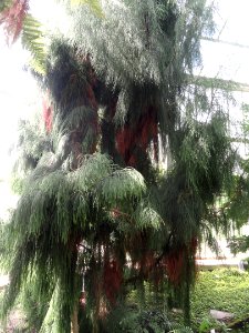 Dacrydium cupressinum - Palmengarten Frankfurt - DSC01911