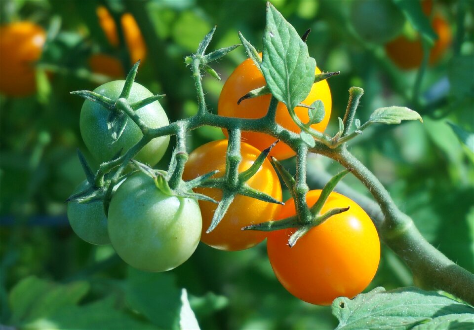Cherry tomato orange tomato ripening