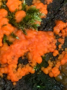 Dacrymyces stillatus 56878515