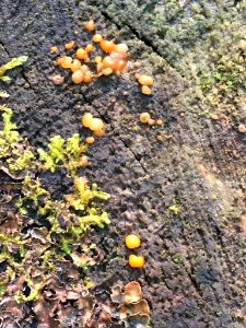 Dacrymyces stillatus 91211524